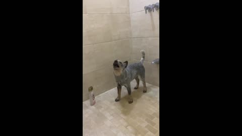 Blue Heeler puppy tries to catch water droplets