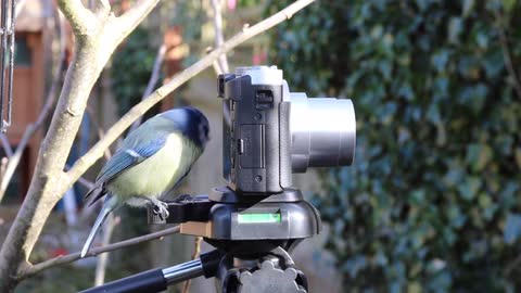 Watch how the bird stands next to and plays with the visualization camera