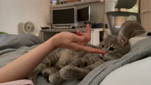 A cat playing hard with my hands.