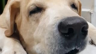 Dog licking nose slow motion video is cuteness overload