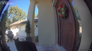 Doorbell Camera Shows Mama Bear and Cub Trying to Enter Home