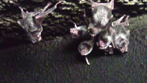 Vampire Bats - Cute Little Blood Suckers