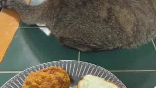 Kitty Whips Its Tail into Food