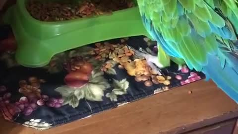 Sam the macaw throws cat food