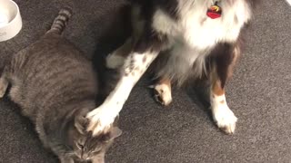 Smart dog points out exactly where his cat buddy is