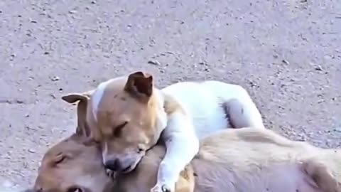 Today's Saddest Video Of Dogs || Please Drive Safely Animals Video