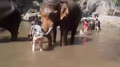 Big Elephant Attack women-full video watch