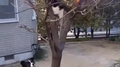 Kitty Bro Retrieves Frisbee For Doggo Buddies