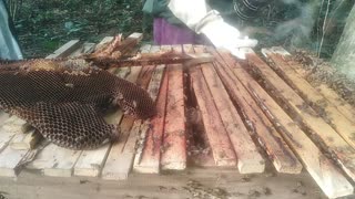 Difficulties In Honey Harvesting And Replacing Honeycomb