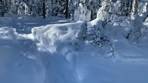 The Sun Lighting Up the Snow – Central Oregon – Swampy Lakes Sno-Park – 4K