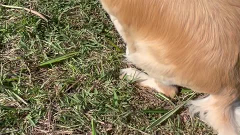 Golden Retreiver and Springer Spaniel Meet Neighbor's 2 New Goldens!