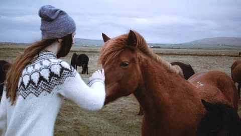 Young happy woman stroking and feeding brown Icelandic horse with bread