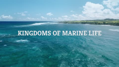 Kingdoms of Marine Life | Marine Biology | The Good and the Beautiful
