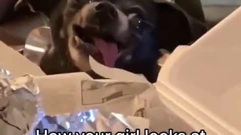 Dog looking to the fries in hillarious way.mp4