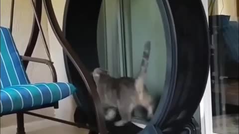 Cat Runs On Wheel At Fast Pace To Lose Weight
