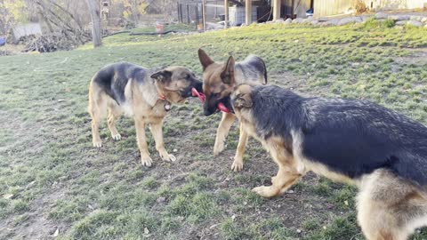German Shepherds play tug-of-war with a frisbee