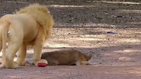 Funny dog, lions and other animals pranks