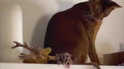 Cat surprised by flying squirrel