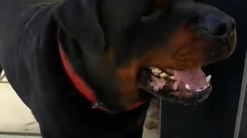 Angry rottweiler Scolds Guilty German Shepherd