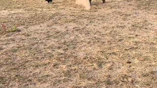 Horse Scared By Hay Cat