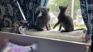 Foster kittens playing in the window