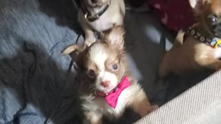 Teacup chihuahuas being babies