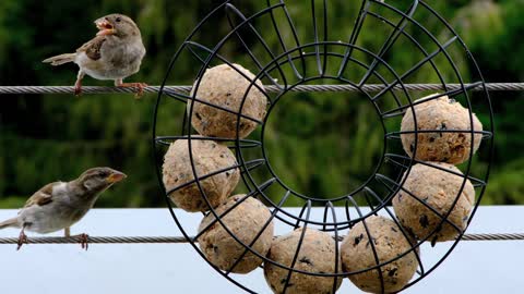 see how birds eat