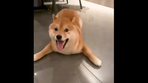 Funny dog doing funny things 😂 🐶