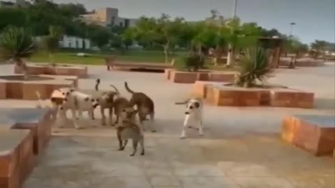 Asymmetric fight a group of dogs and a cat