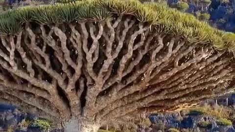 WOW 😍😍😍 THE CANARY ISLAND OF DRAGON TREES
