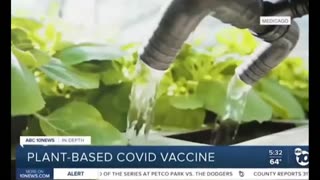 Plant based covid 'food' vaccines. Putting vaccines in your food supply.