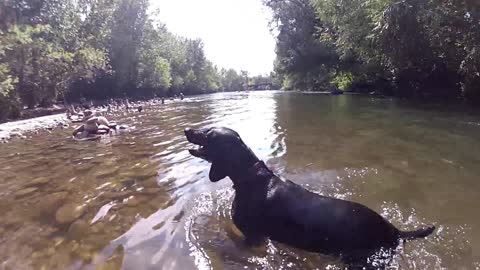 My dog Freyja at the river beach