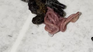 Parasite Pops Out of Dead Spider