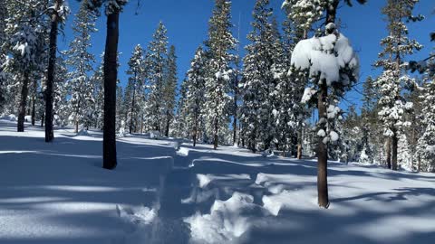Snowy Forest & Beautiful Blue Sky – Central Oregon – Swampy Lakes Sno-Park – 4K