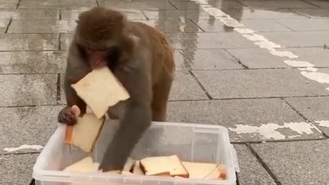 Monkeys flock to bread =Funny Animal