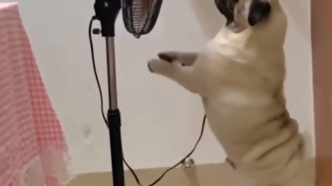 Funny Dog ​​Wants An Electric Fan 😁