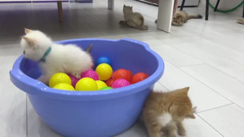 Kittens having fun and playing in the dry ball pool