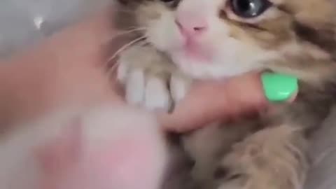 Funny Cats ✪ Cute and Baby Cats Videos Compilation