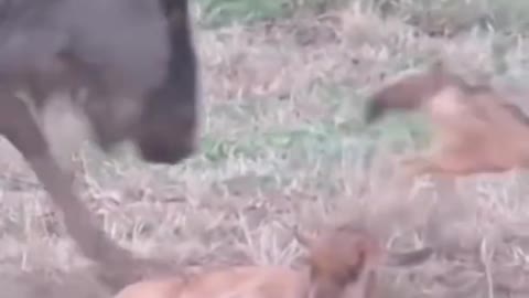Battle Between Jackals and wildebeest mother over baby#shorts #wildlife