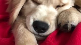Puppy's squishy fluffy face will brighten your day
