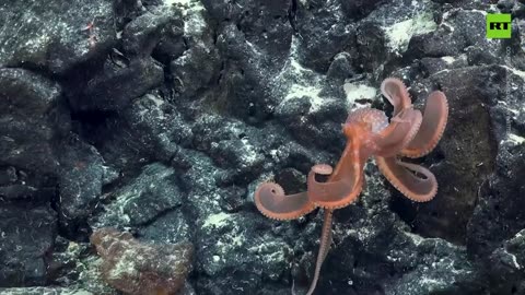 ‘Flying spaghetti monster’ and ‘glow in the dark dragonfish’ discovered in underwater mountains