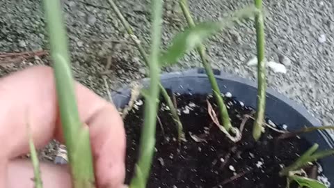 Growing garlic in a campground