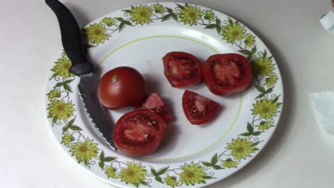 Tasting A Bundaberg Dwarf Tomato