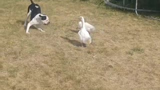 Ducks Chase Playful Pup Around Backyard