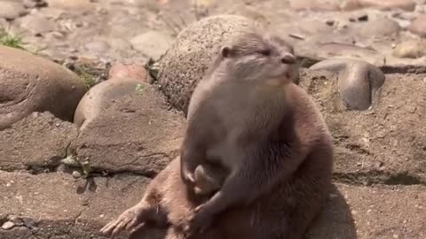 Playful Seal Fish Playing With Stone #shorts #shortvideo #video #virals #videoviral