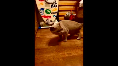 This sound makes the cat feel nauseous