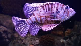 scorpoin fish in aquarium