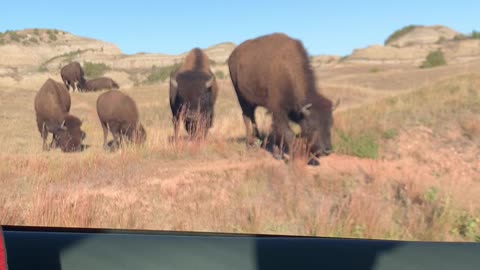 Bisons in North Dakota | Theodore Roosevelt National Park