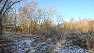 Winter woodland walk