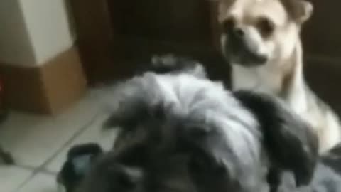 Funny Dogs Breathing Heavy And Fast